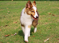 A collection of pictures of Shetland Sheepdog walking on the grass