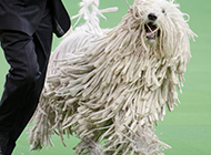 Pictures of Komondor dogs running happily at the track