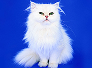 Elegant posture picture of white long-haired Persian cat
