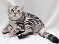 Cute pictures of purebred American shorthair cats