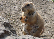 Cute pictures of gophers eating cookies
