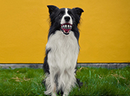 Funny Dog Border Collie Picture Collection