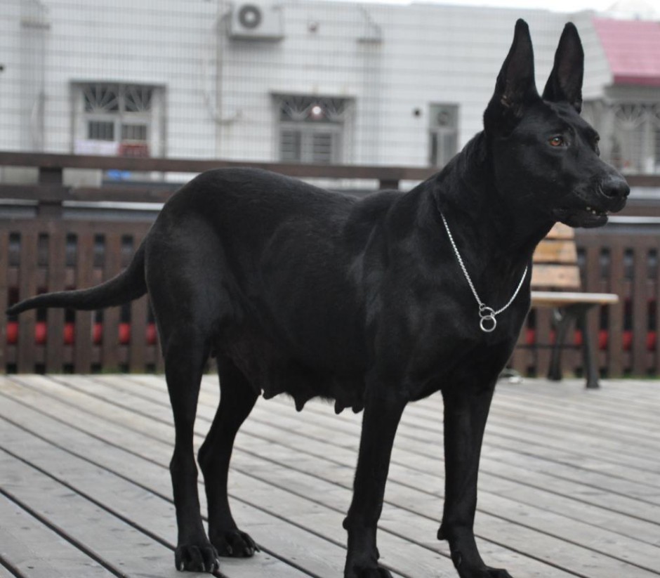 Pictures of black wolf dogs with powerful and domineering posture