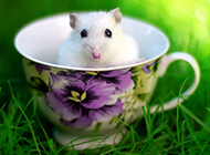 Cute pictures of white mice