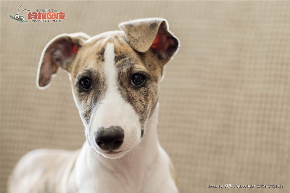 Whippet puppy cute pictures with dull eyes