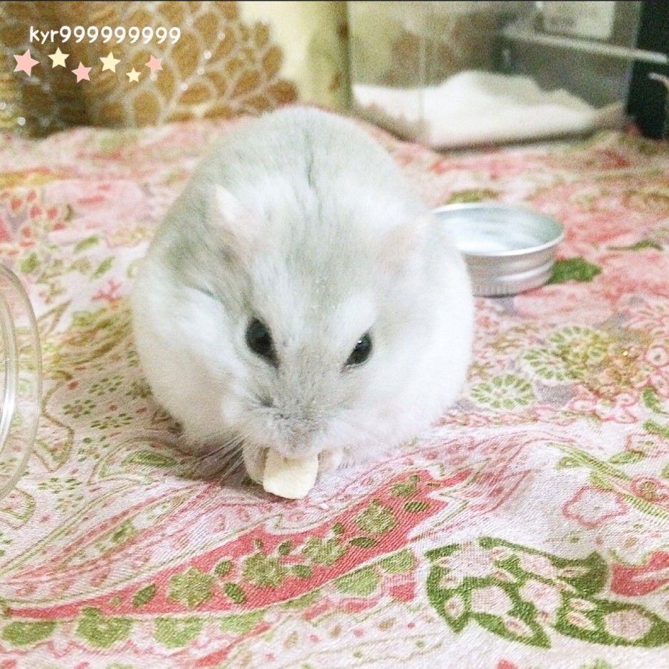 Cute pictures of milk tea hamsters