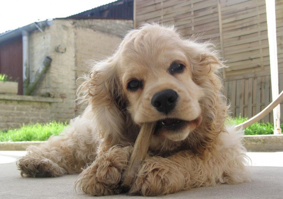 Naughty pictures of little cocker spaniel