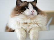 The most beautiful ragdoll cat pictures and wallpapers