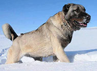 Kangal dog tall and mighty picture