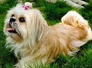 Cute pictures of adult Shih Tzu dogs