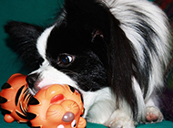 Picture of black butterfly dog biting toy