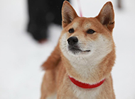 Aesthetic pictures of popular cute pet Shiba Inu