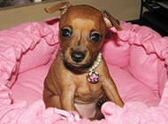 Pictures of cute and adorable miniature fawn dogs