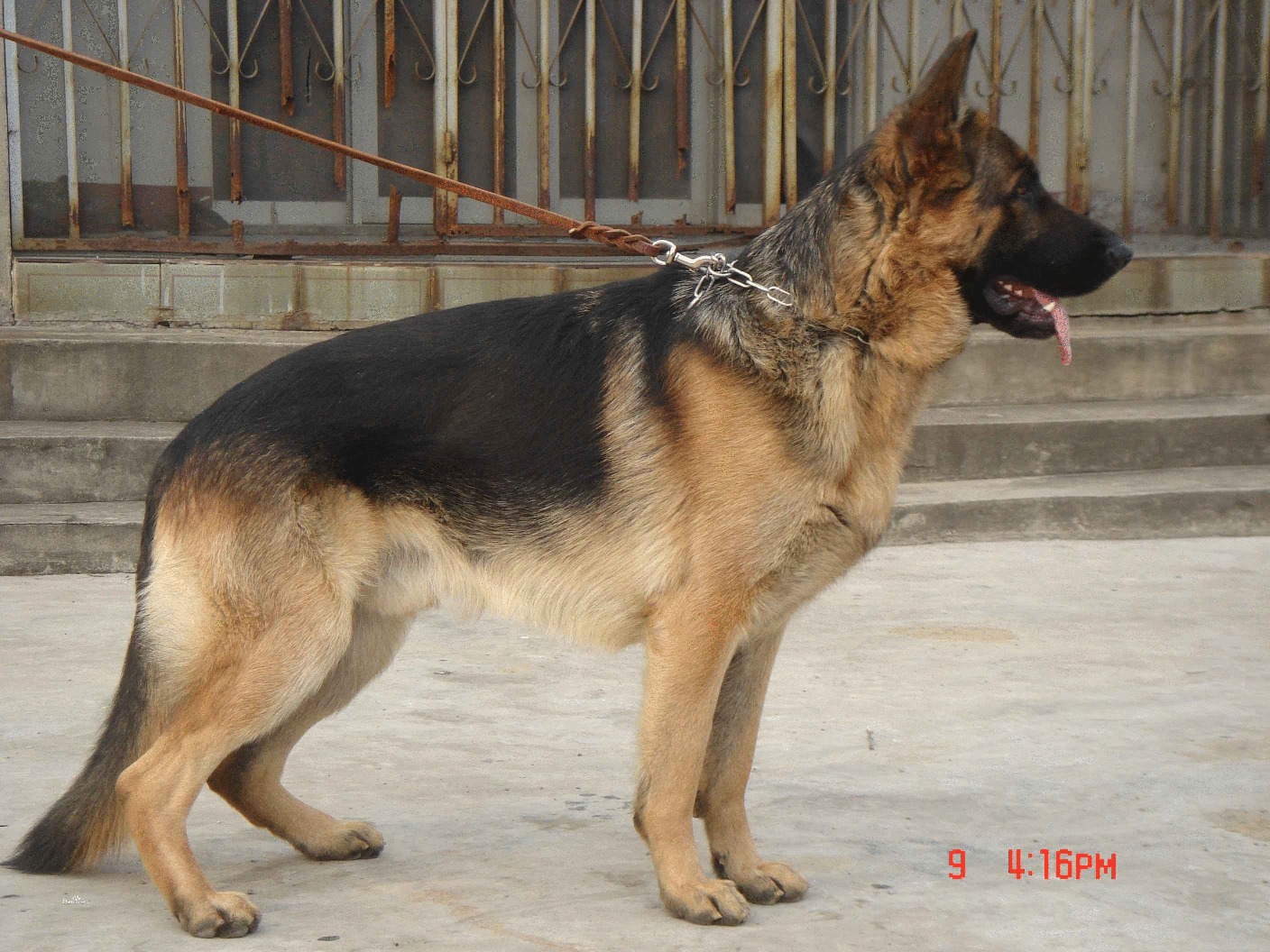 Kunming dog black-backed dog tall and mighty picture