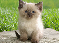 Cute and charming Himalayan cat pictures