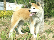 Alert and smart adult Akita dog pictures