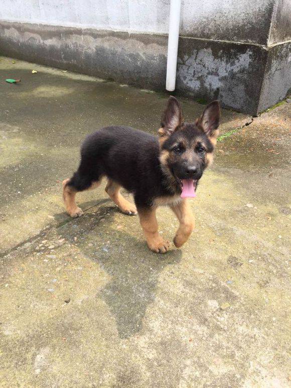 Pictures of cute black-backed dog puppies