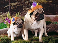 A complete collection of creative and funny pictures of pug dogs