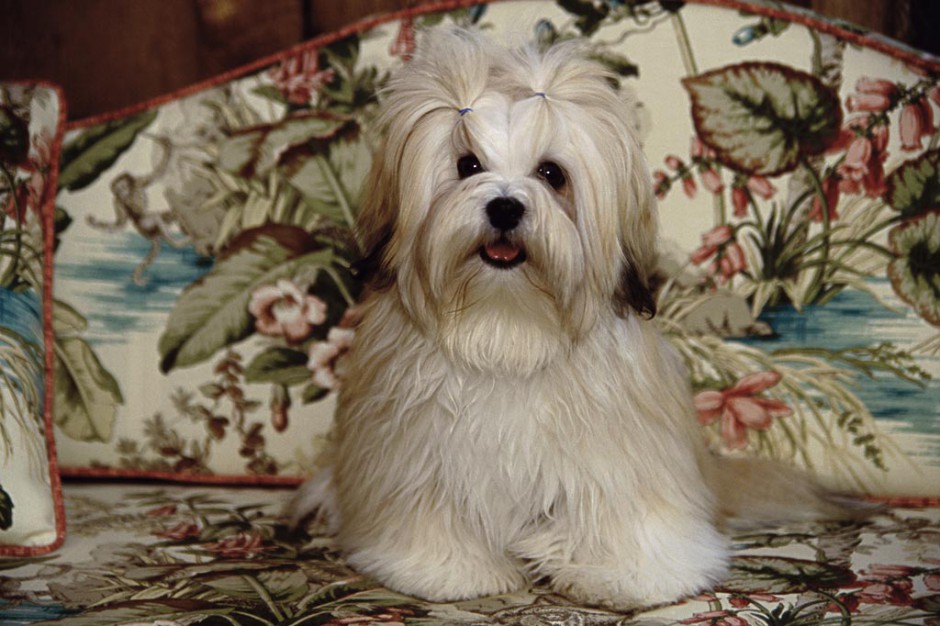 Pictures of beautiful and well-behaved Lhasa Apso dogs