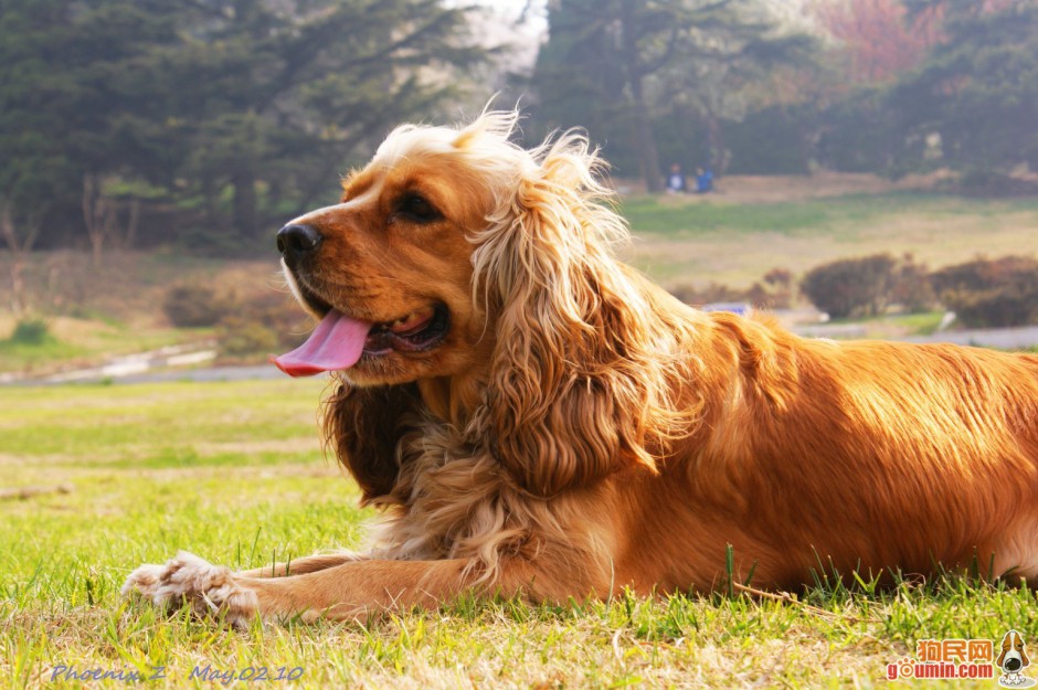 Charming and handsome cocker spaniel pictures