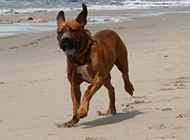 Pictures of Japanese Tosa dogs running on the beach
