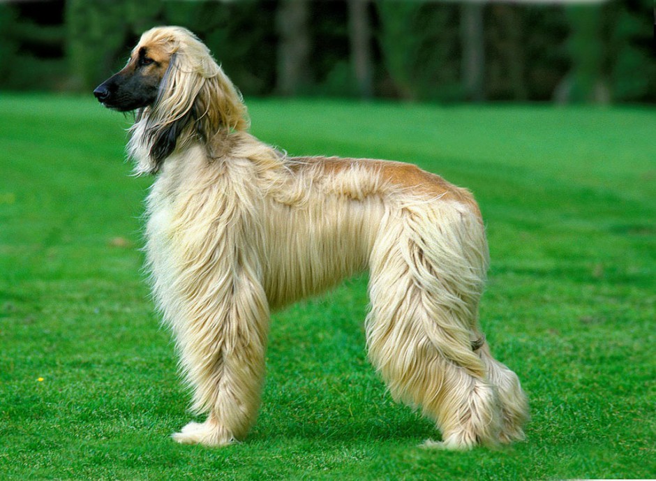 Purebred noble Afghan Hound pictures