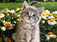 British tabby cat cute pictures wallpaper