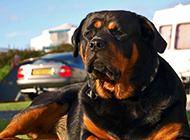Pictures of Rottweiler dogs with arrogant eyes