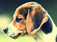 Cute and airy pictures of beagles