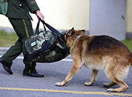 Pictures of police dogs reluctant to part with their owners