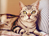 British shorthair gradient silver tabby cat pictures are full of pride