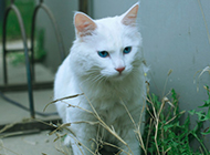 Pictures of cute white cats with blue eyes
