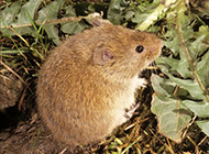 Pictures of farmed voles eating food