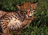 A collection of cute pictures of real pure wild leopard cats