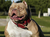 A collection of pictures of muscular small pit bulls