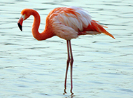 Lonely flamingo pictures wallpaper