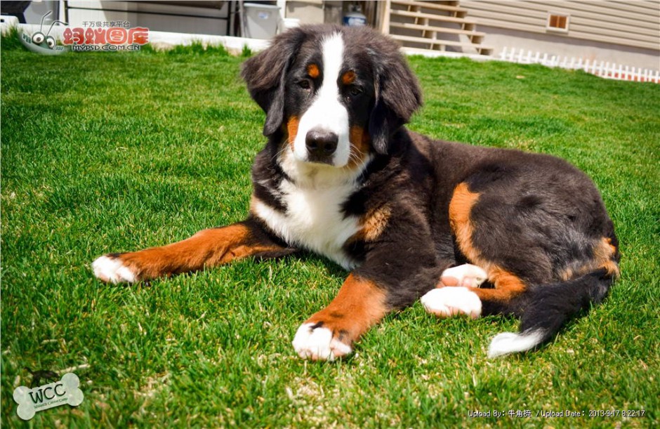 Short-haired Bernese Mountain Dog loyal to duty pictures