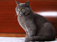 Pictures of blue British shorthair cats with a quiet and elegant expression
