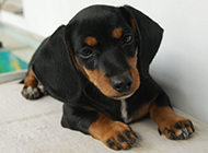 Cute mini dachshund pictures