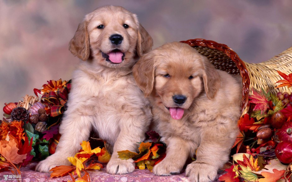 Pictures and wallpapers of two golden retriever dogs when they were young