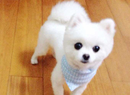 Cute picture of white Shunsuke dog after shearing