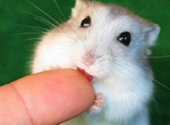 Pet rat white pudding hamster picture