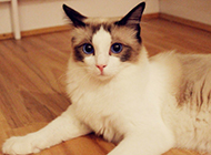A collection of pictures of the most beautiful purebred ragdoll cats