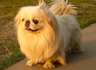 Small Pekingese dog outdoor walking leisure pictures