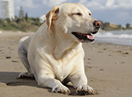 Laughing dog white labrador picture