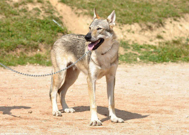 Czech wolfdog handsome looking back pictures