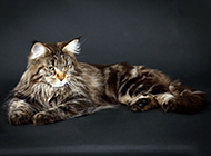 Black and white Maine Coon cat pictures with elegant posture and air