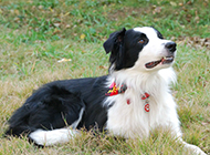 Beautiful adult border collie pictures