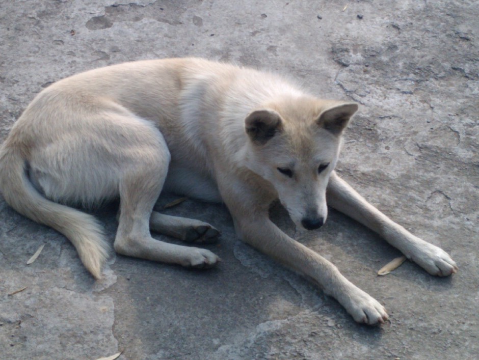 Picture gallery of white docile Chinese pastoral dog