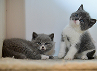 Pictures of cute and naughty blue and white British shorthair cats